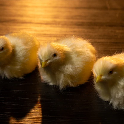 The Final Load (Baby Chicks) - Image 3
